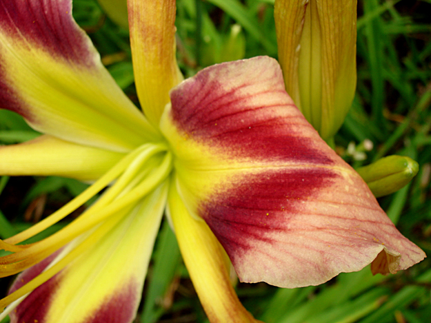 Chevron Spider Seedling