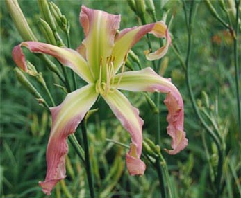 Daredevil Daylilies, Linda Michaels