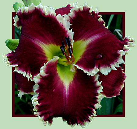 Cross Border Daylilies