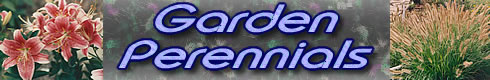 Garden Perennials