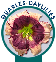 Quarles Daylilies