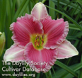 Banned in Boston, Daylily