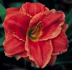 Leader of the Pack, Daylily