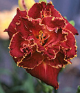 Outrageous Fortune, Daylily