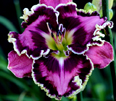 Picasso's Intrigue, Daylily