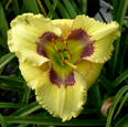 Point Pelee, Daylily
