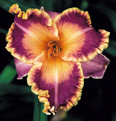Promised Day, Daylily