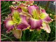 Ring the Bells of Heaven, Daylily