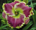 Some Sweet Day, Daylily