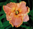 Something to Declare, Daylily