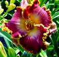 Spacecoast Cranberry Kid, Daylily