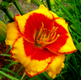 Spacecoast Shell Cracker, Daylily