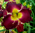 Spacecoast Snaggle Tooth, Daylily