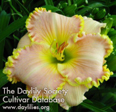 Spacecoast Southern Belle, Daylily