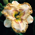 Time for Eternity, Daylily
