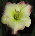 Tipped in Rouge, Daylily