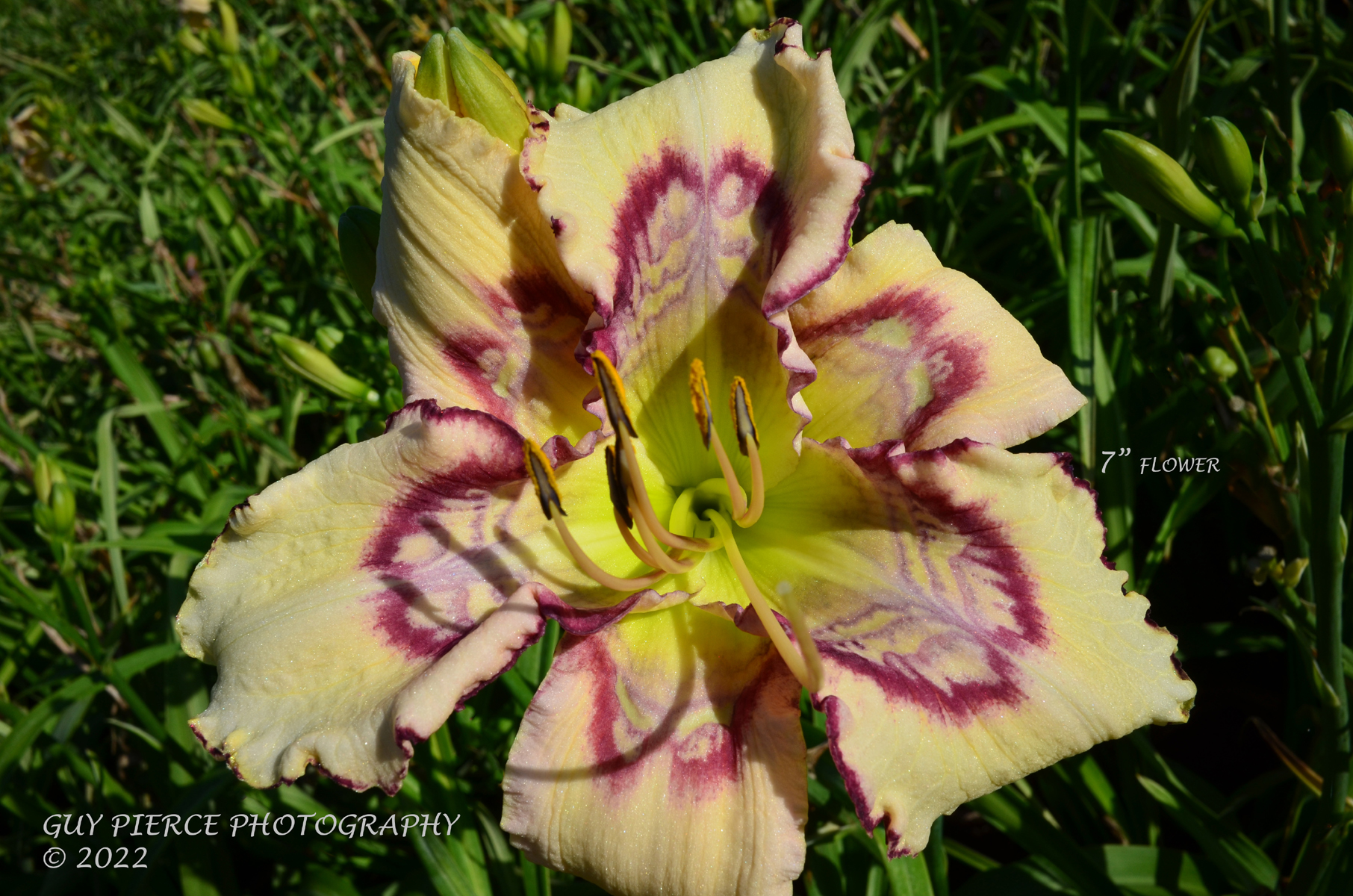 Aerial Markings, Daylily