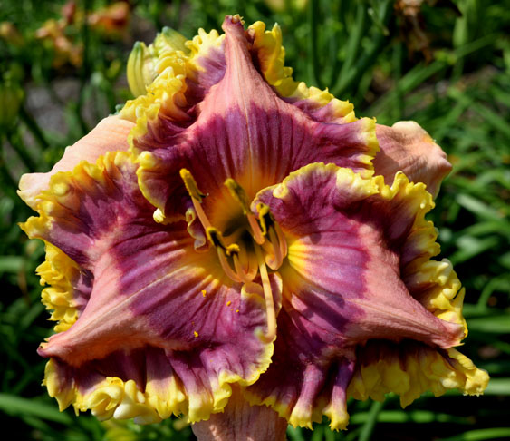All in Favor, Daylily