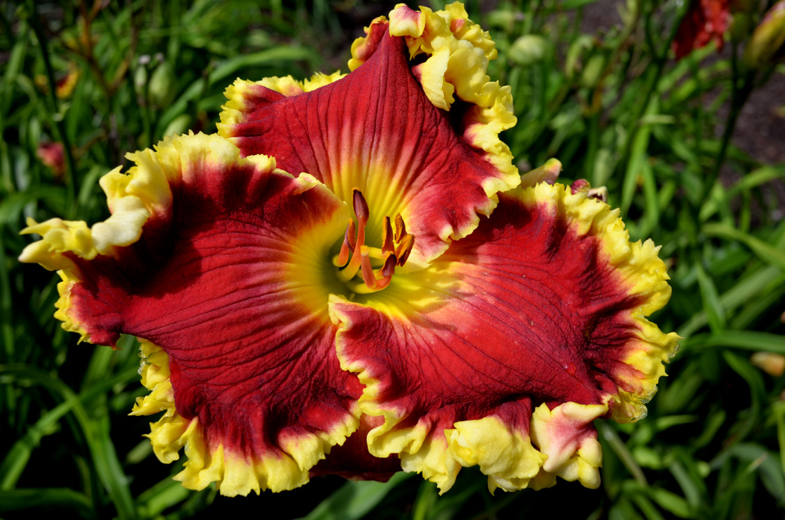 All the Rave, Daylily