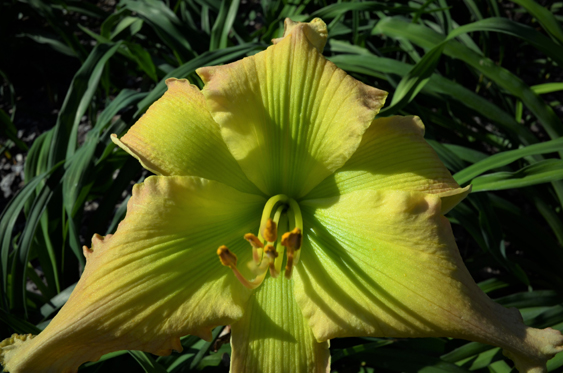 Angels View, Daylily