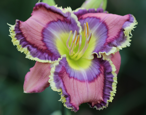 Blue Martini, Daylily