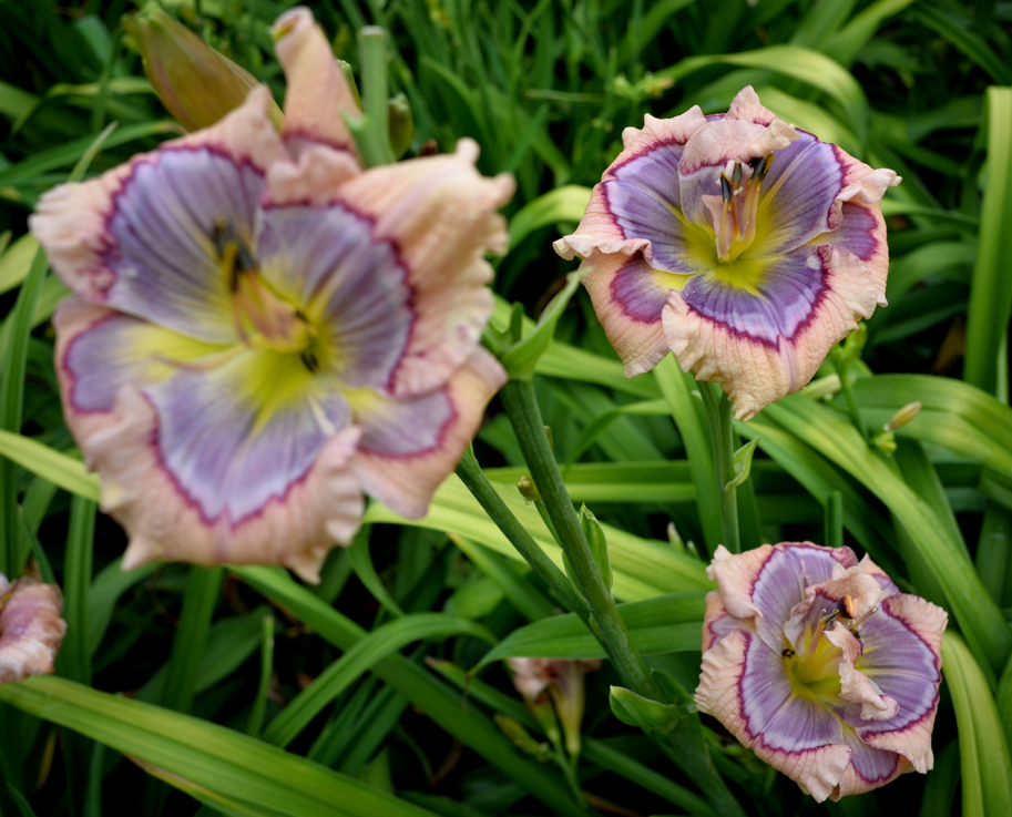 Bumble Bee Beauty, Daylily