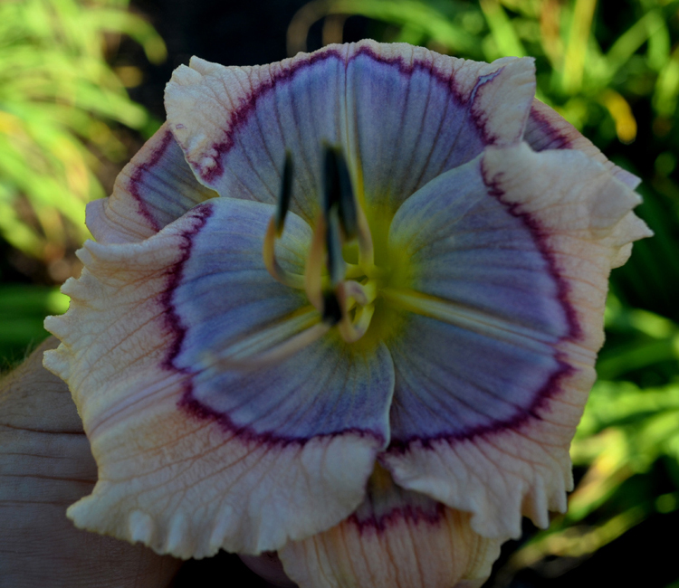 Bumble Bee Blues, Daylily