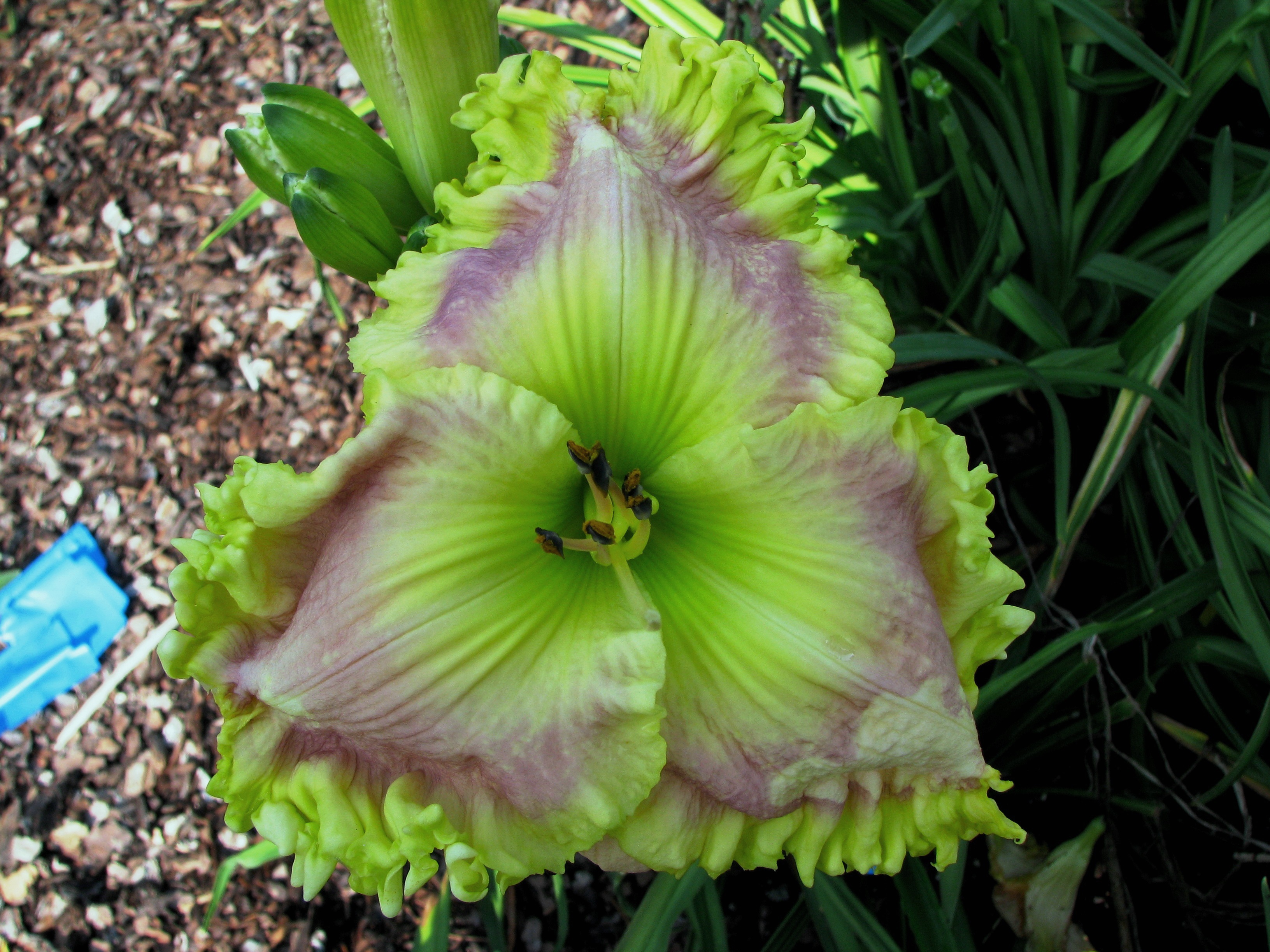 Burmese Jade, Daylily