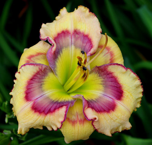 Butterfly Shores, Daylily