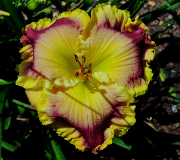 Cool Runnings, Daylily