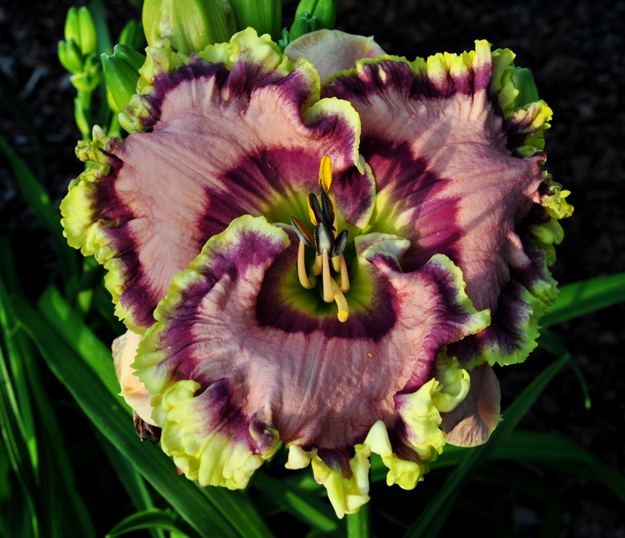 Curb Appeal, Daylily