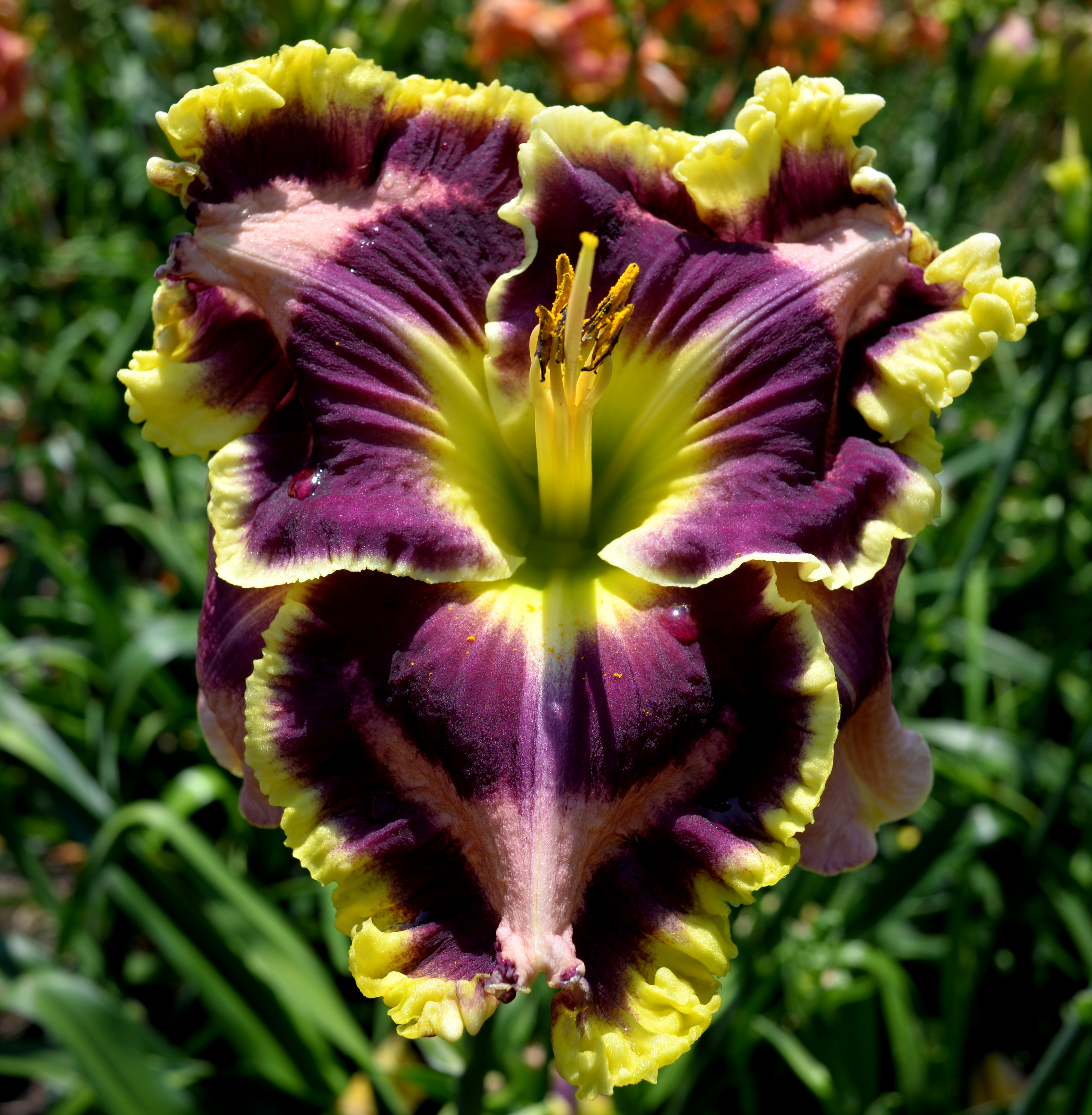 Dueling Colors, Daylily