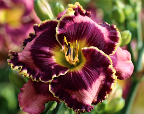 Eye Chiwawa, Daylily