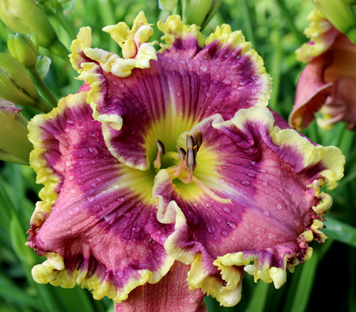 Going Big Time, Daylily