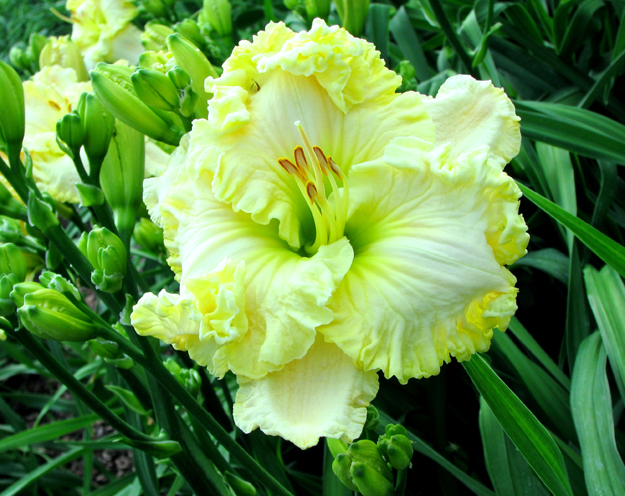 Geat White Dove, Daylily