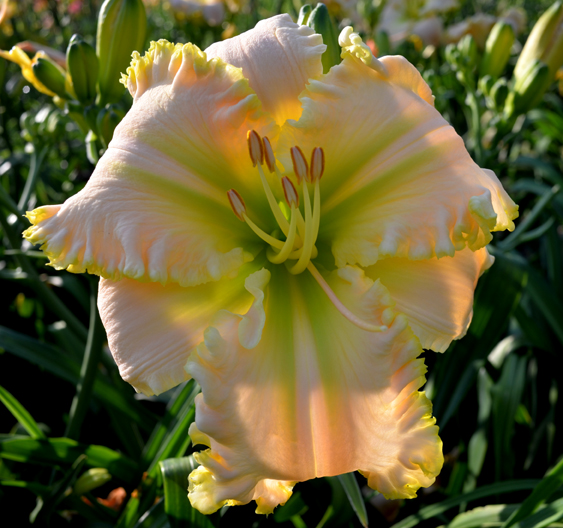 Swan Song, Daylily