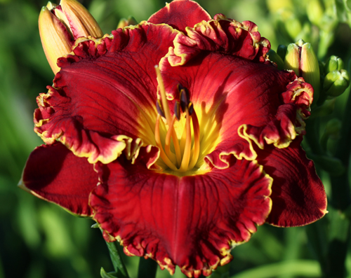 Heart Stopper, Daylily