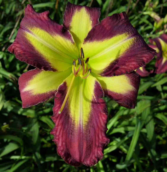 I'm So Excited, Daylily