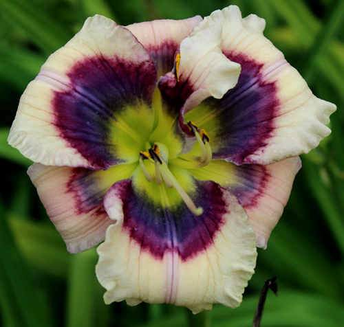 Little Miss Independent, Daylily