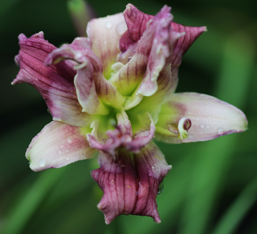 Little Wild Thing, Daylily