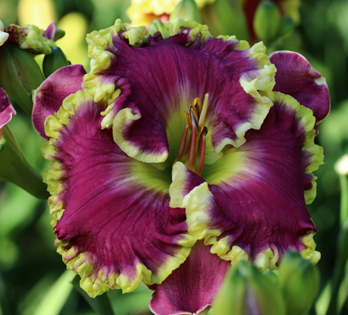 Mean Joe Green, Daylily