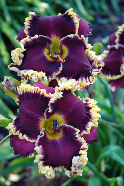 Midnight in Paris, Daylily