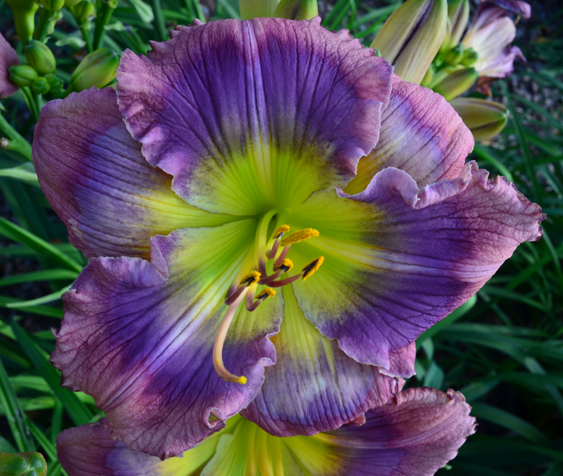 Nature Lover, Daylily