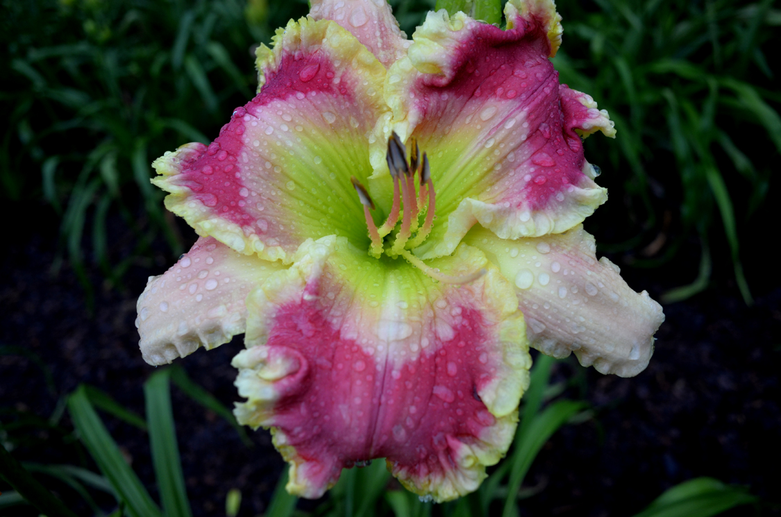 Pink Extraordinaire, Daylily