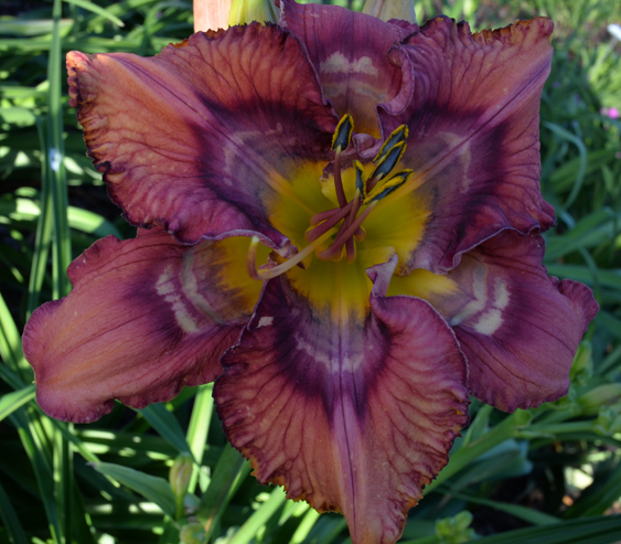 Prime Example, Daylily
