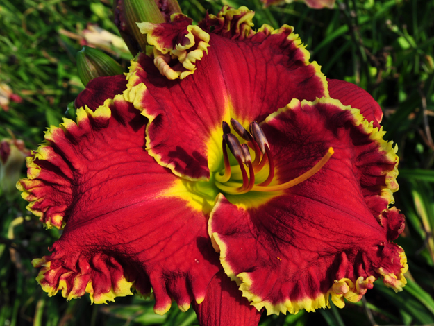 Red Bull, Daylily