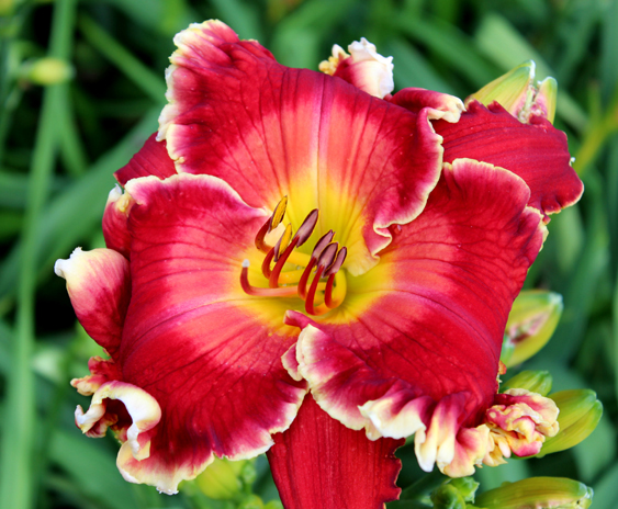 Red Edition, Daylily
