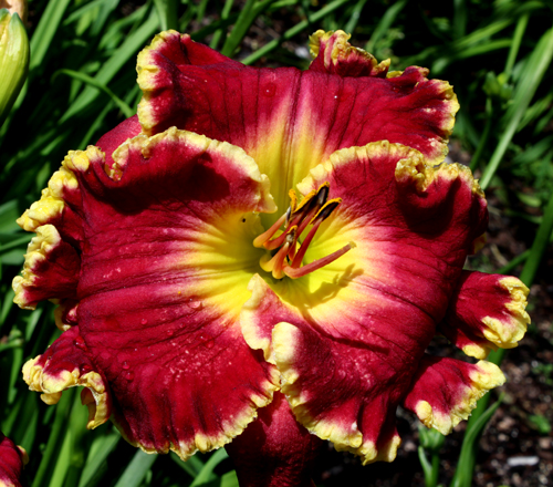 Reigning Red, Daylily