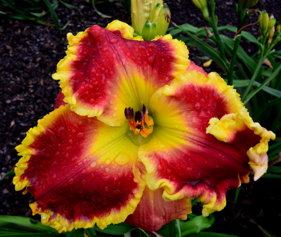 Roaring Red, Daylily