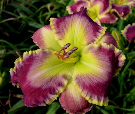 Rosemarie Louise, Daylily